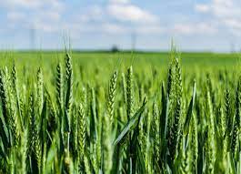 सी-कैंप ने कृषि में नवाचार को बढ़ावा देने के लिए सीएफटीआरआई के साथ समझौता ज्ञापन पर हस्ताक्षर किए