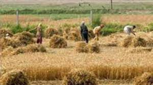 हरियाणा ने शुरू किया ' चारा-बिजय ' चारे की खेती करने वाले किसानों के लिए योजना '