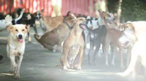 सड़क पर चलने वाले जानवरों के लिए भारत की पहली एम्बुलेंस चेन्नई में शुरू की गई