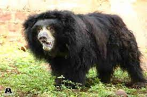 भारत के सबसे पुराने भालू 'गुलाबो' का वन विहार राष्ट्रीय उद्यान में 40 . की उम्र में निधन
