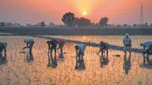 2021-22 में भारत का कृषि निर्यात 50 अरब डॉलर के पार
