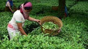 कांगड़ा चाय को यूरोपीय संघ का जीआई टैग मिलने की संभावना