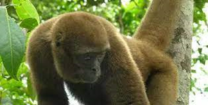इक्वाडोर जंगली जानवरों को कानूनी अधिकार देने वाला दुनिया का पहला देश बना