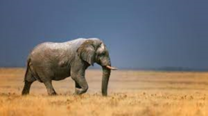 हाथी बचाओ दिवस 2022: 16 अप्रैल