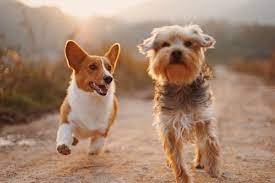 अंतर्राष्ट्रीय कुत्ता दिवस 2022 26 अगस्त को मनाया जाता है