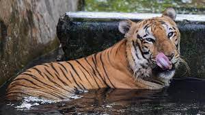 वन्यजीव बोर्ड ने मध्य प्रदेश में नए बाघ अभयारण्य को मंजूरी दी